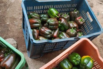 Exciting News: SMA Farm Now Open for Business!